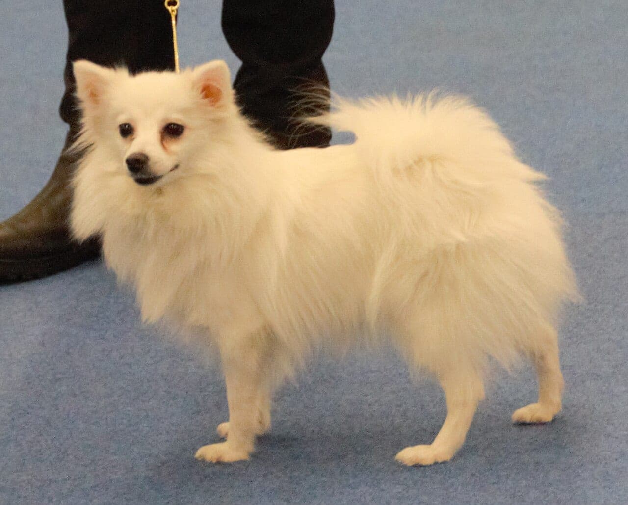 Spitz Klein
