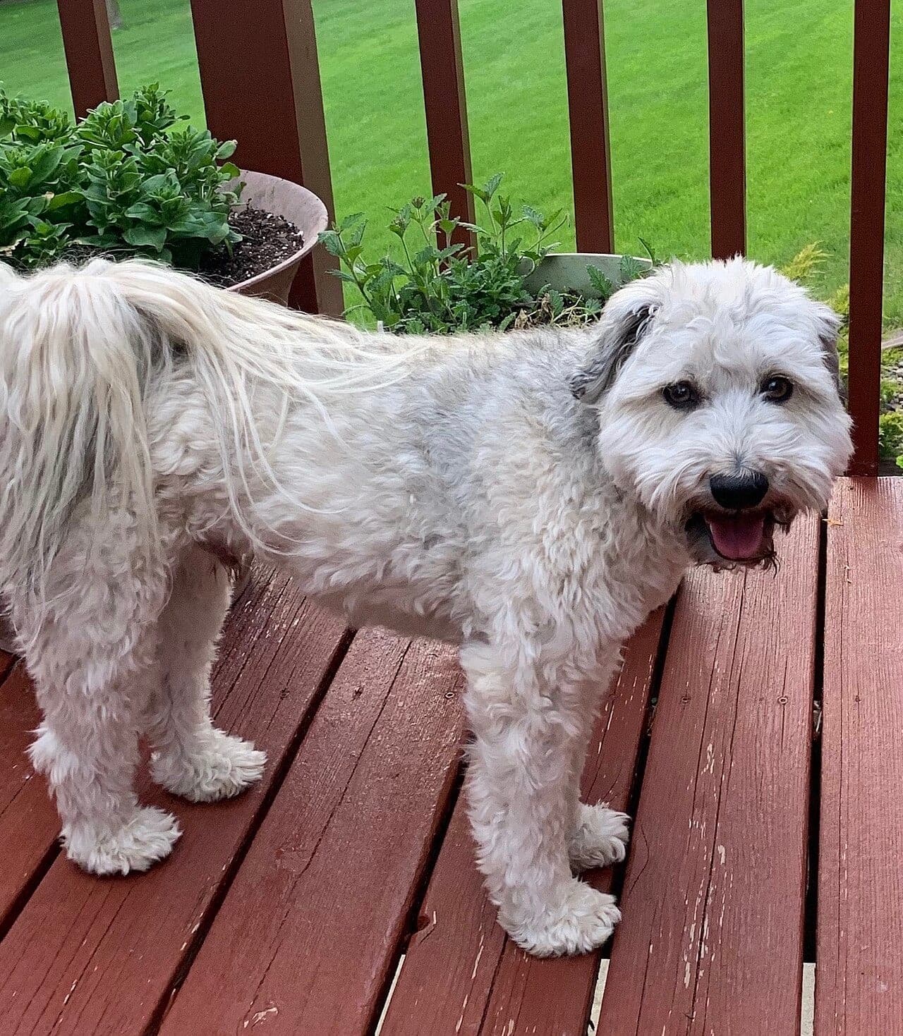 Schnoodle