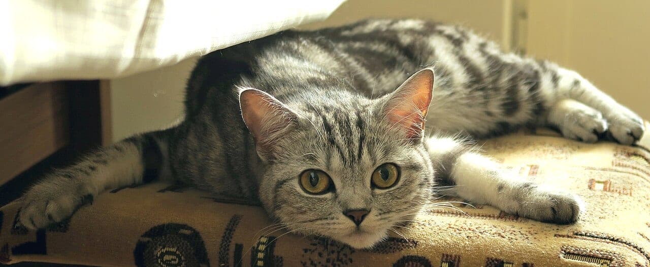 Scottish Fold