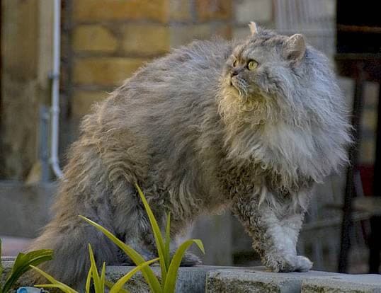 Selkirk Rex