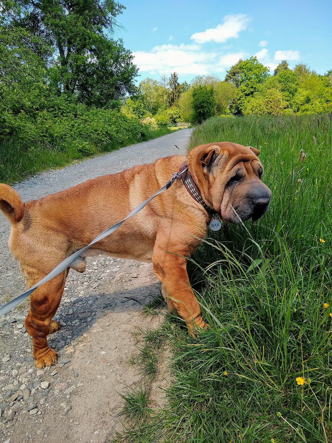 Shar Pei