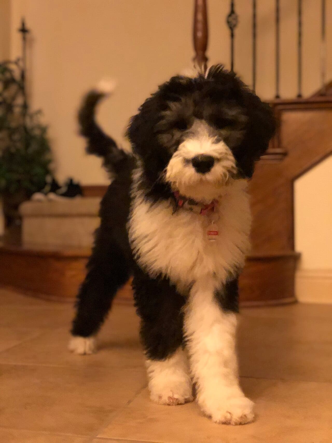 Sheepadoodle