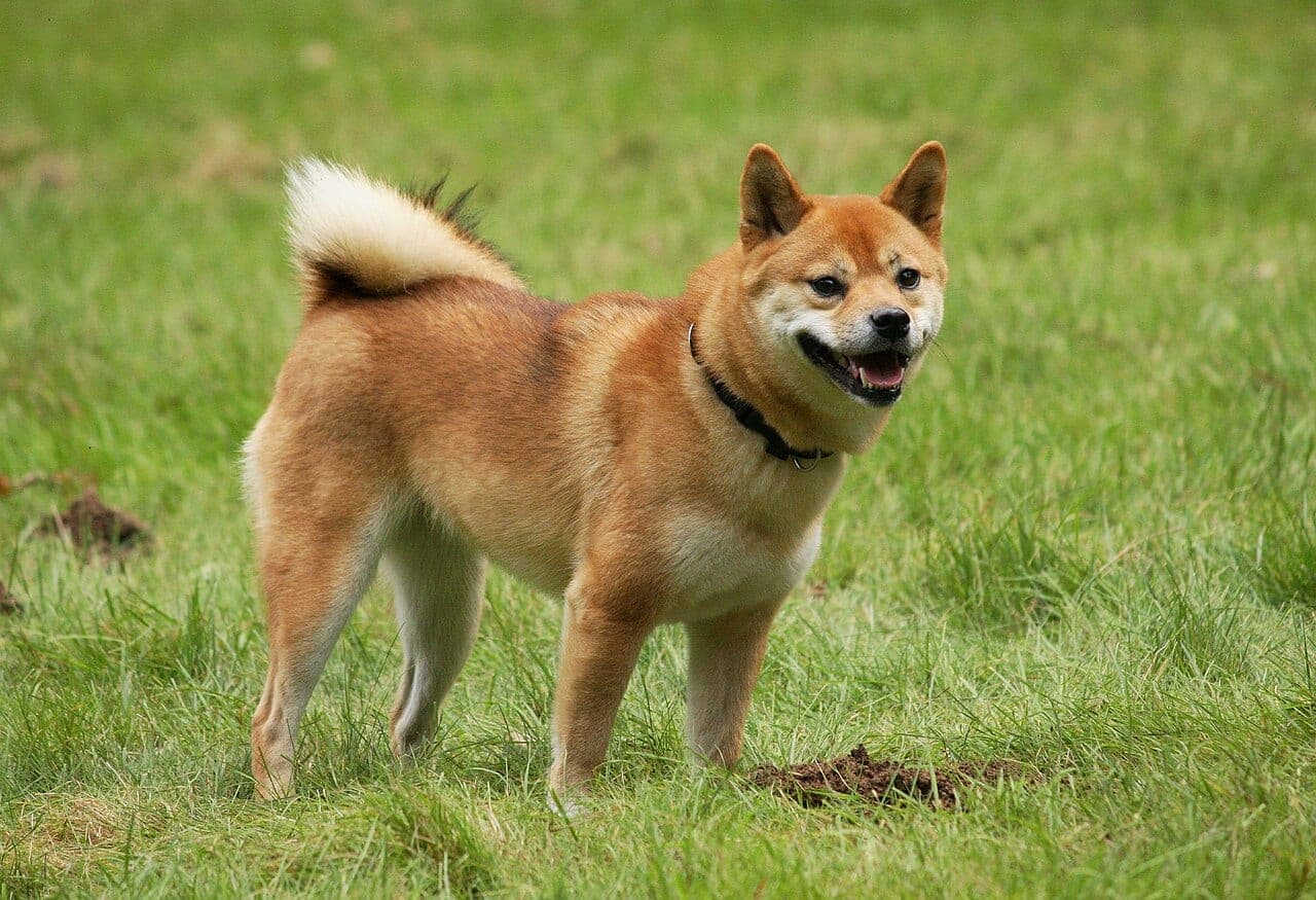 Shiba Inu