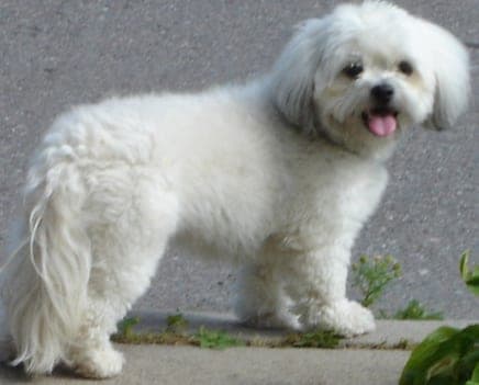 Shih-Poo