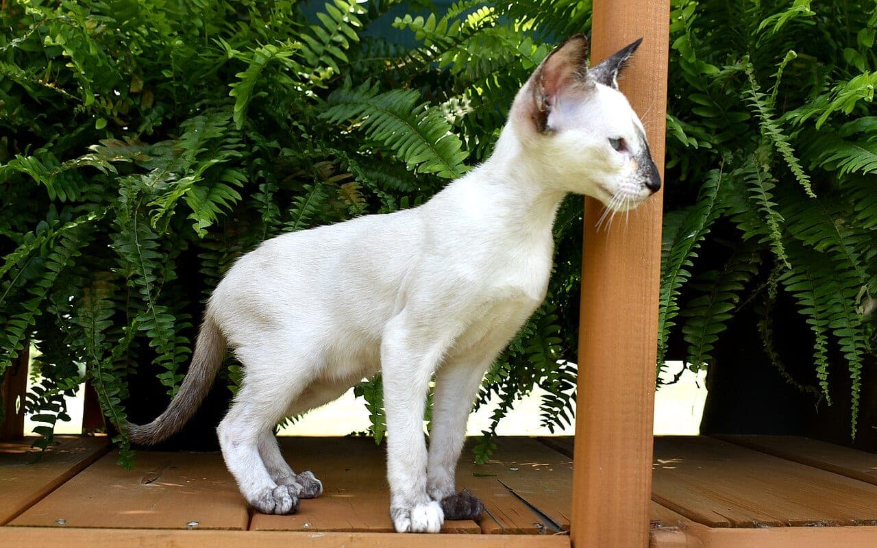 Siamkatze