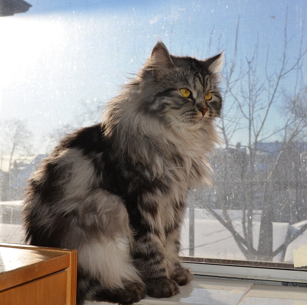 Sibirische Katze