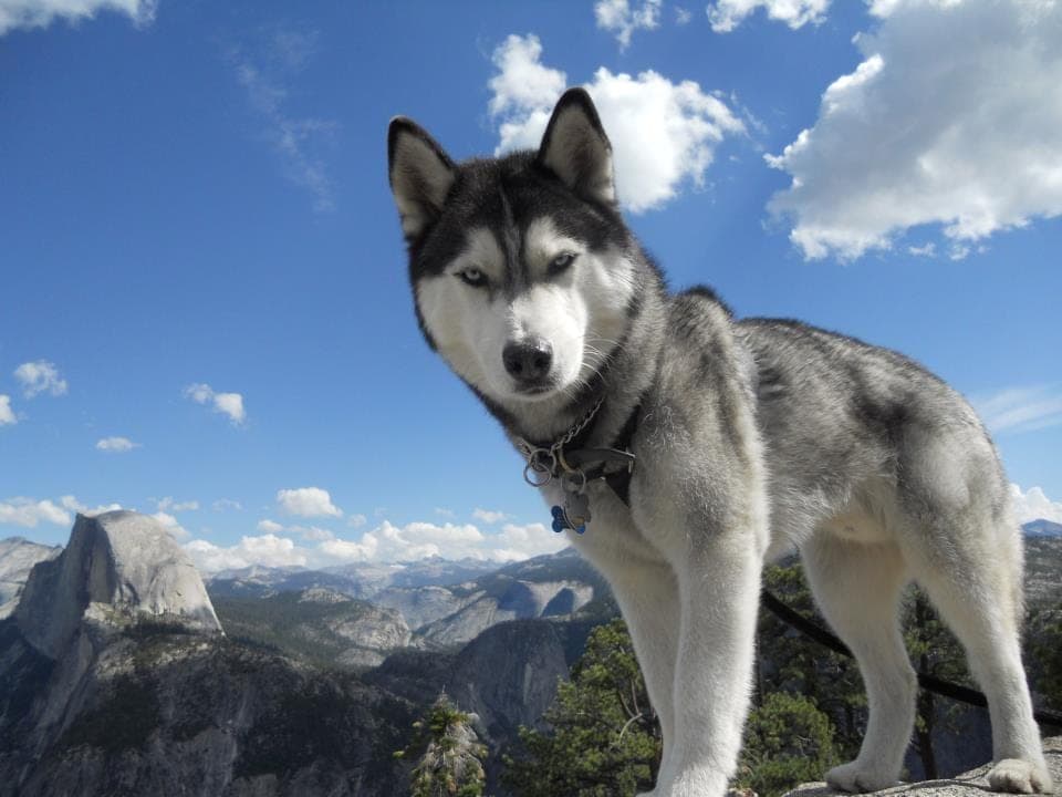 Sibirischer Husky
