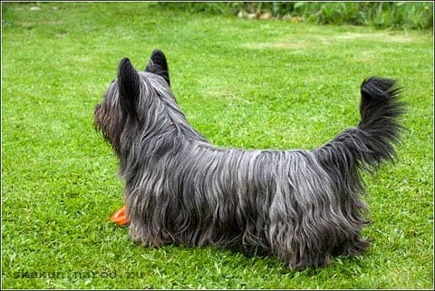 Skye Terrier