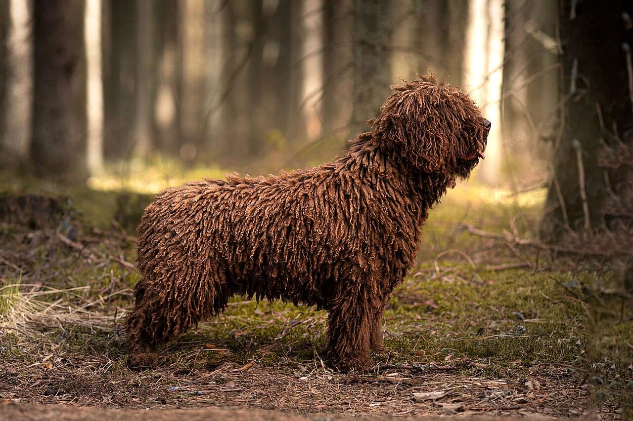 Spanischer Wasserhund