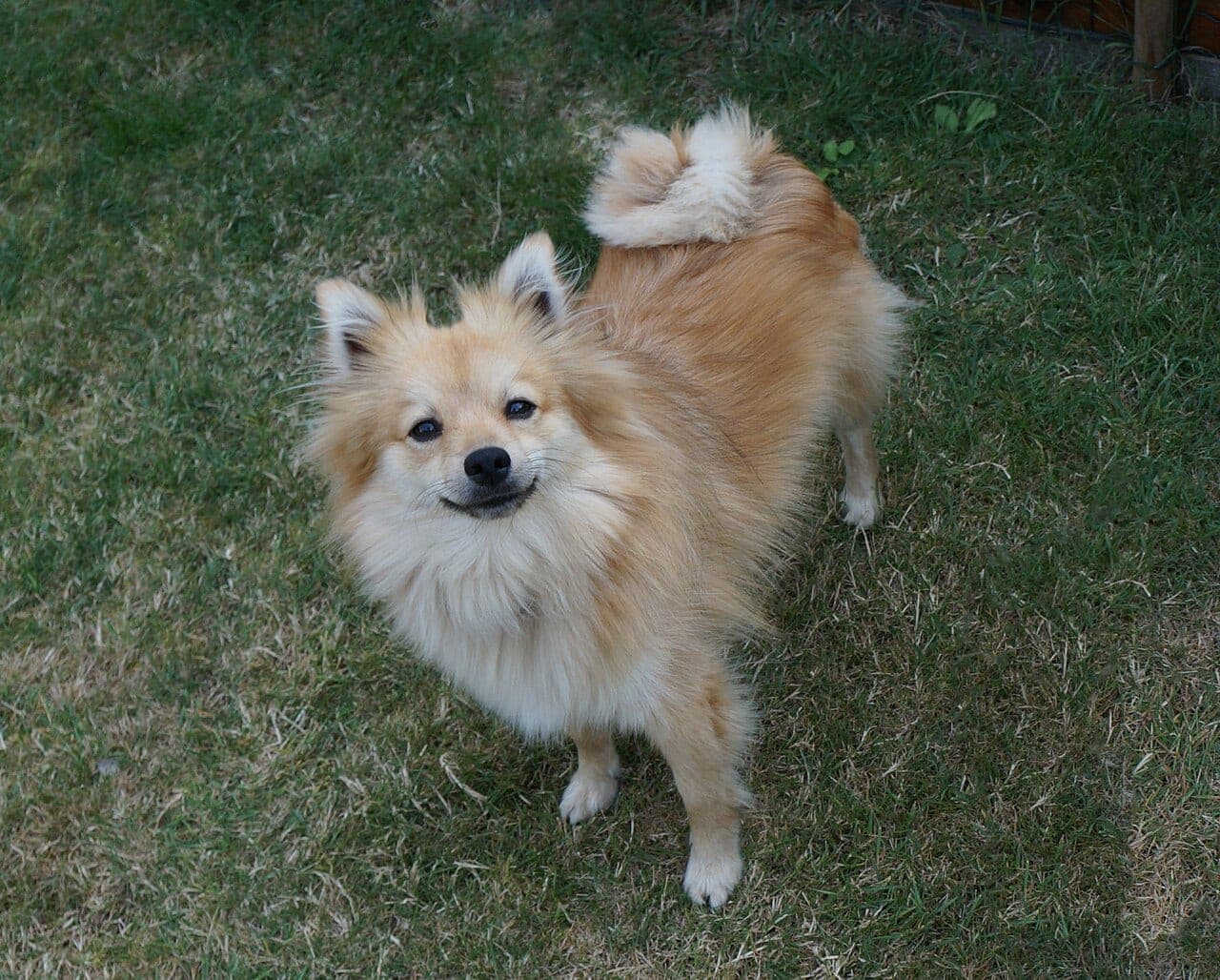 Deutscher Spitz (Mittel)