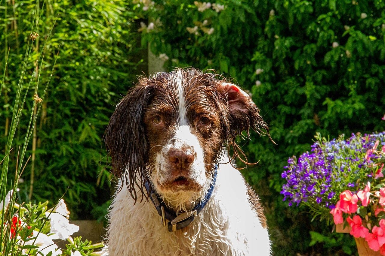 Englischer Springer Spaniel