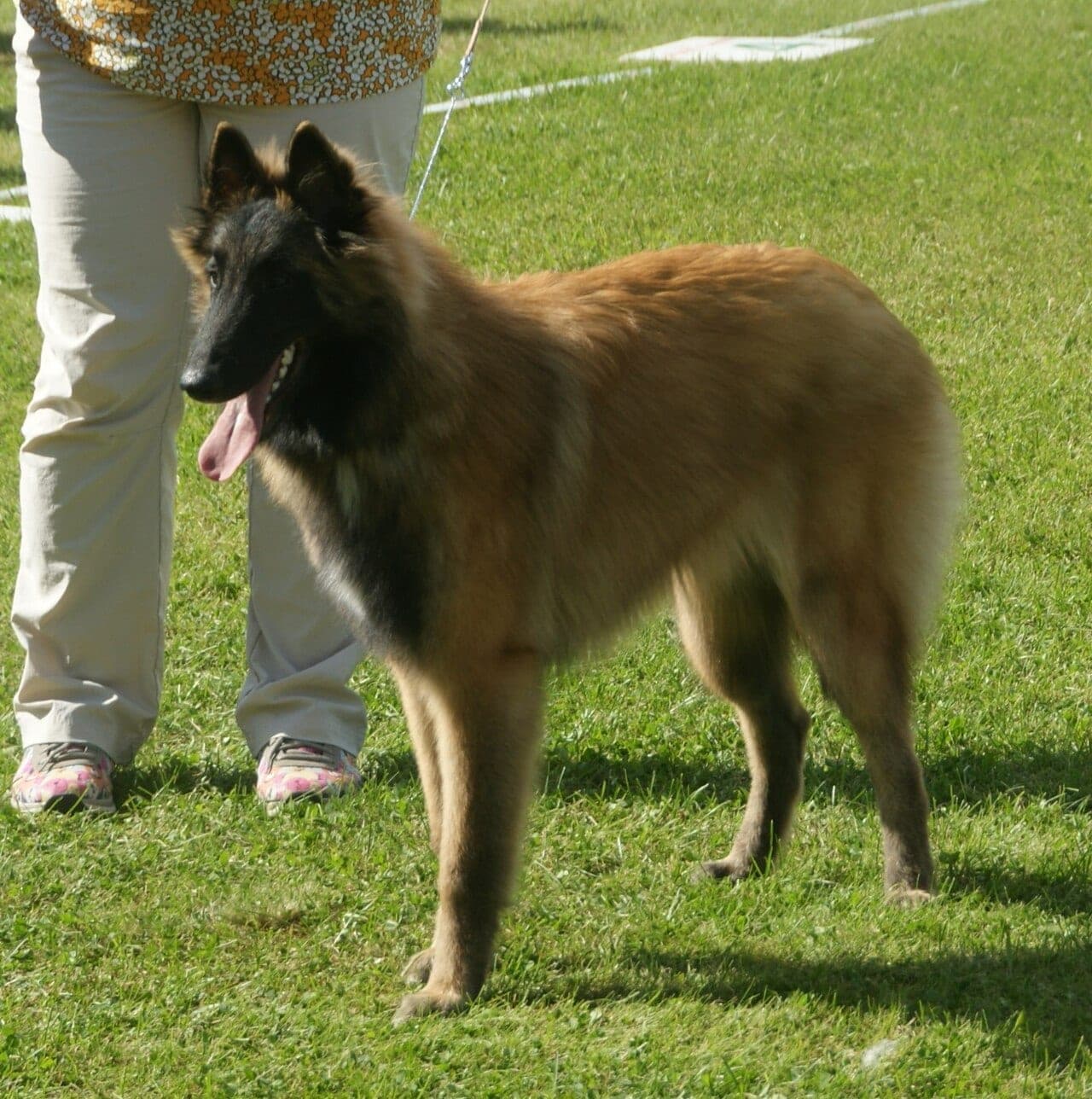 Tervueren