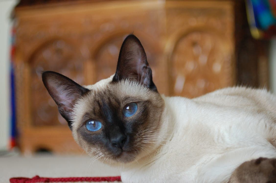 Thaikatze