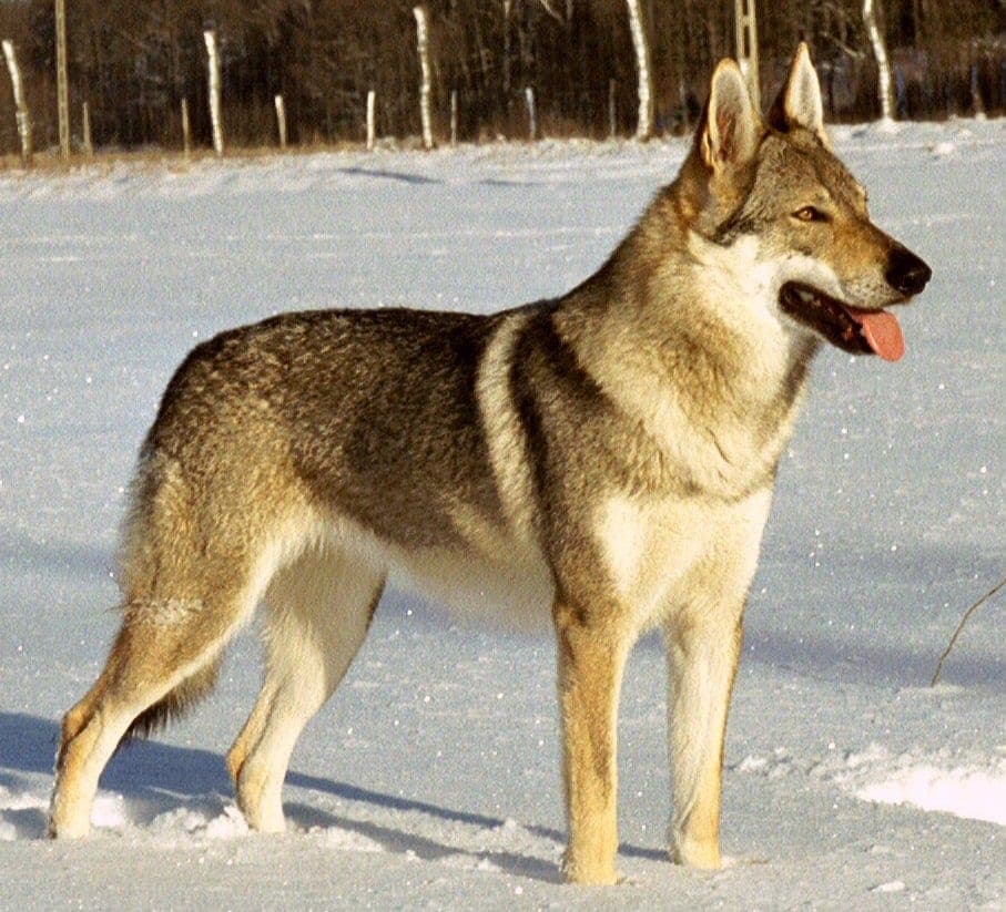 Tschechoslowakischer Wolfshund