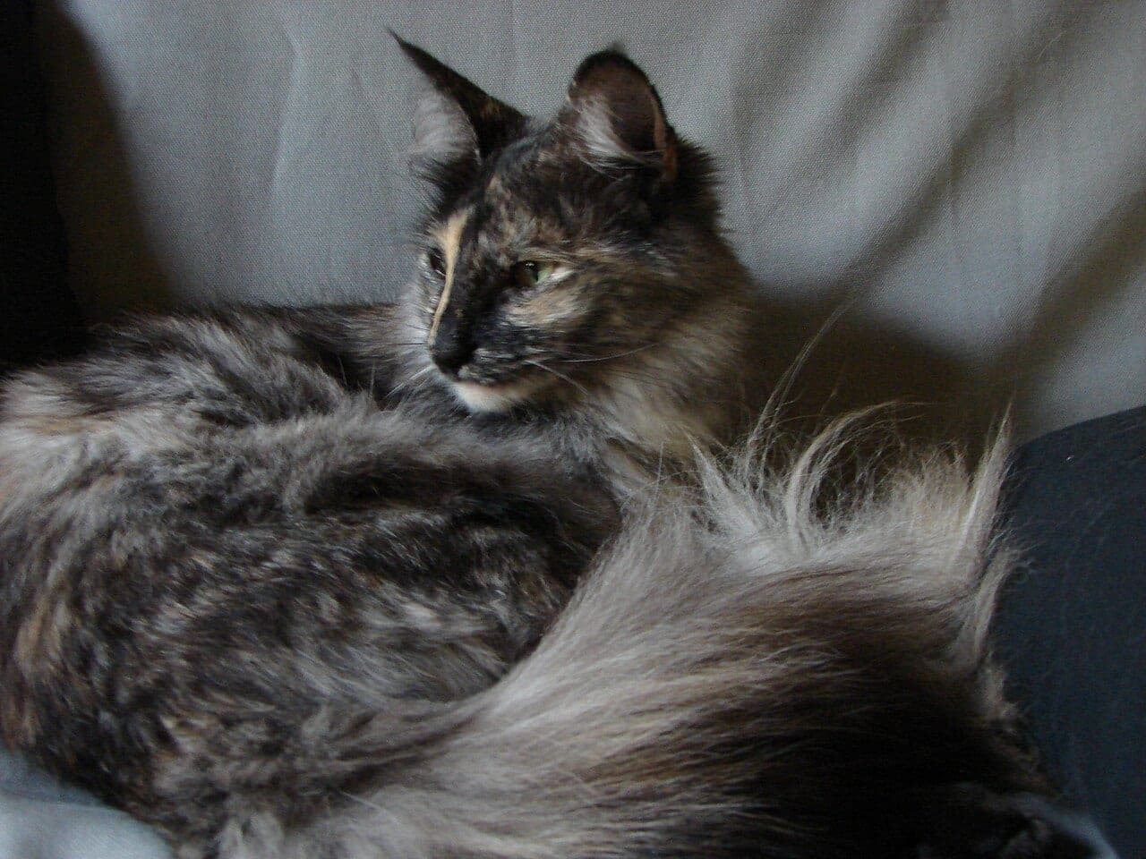 Türkische Angora