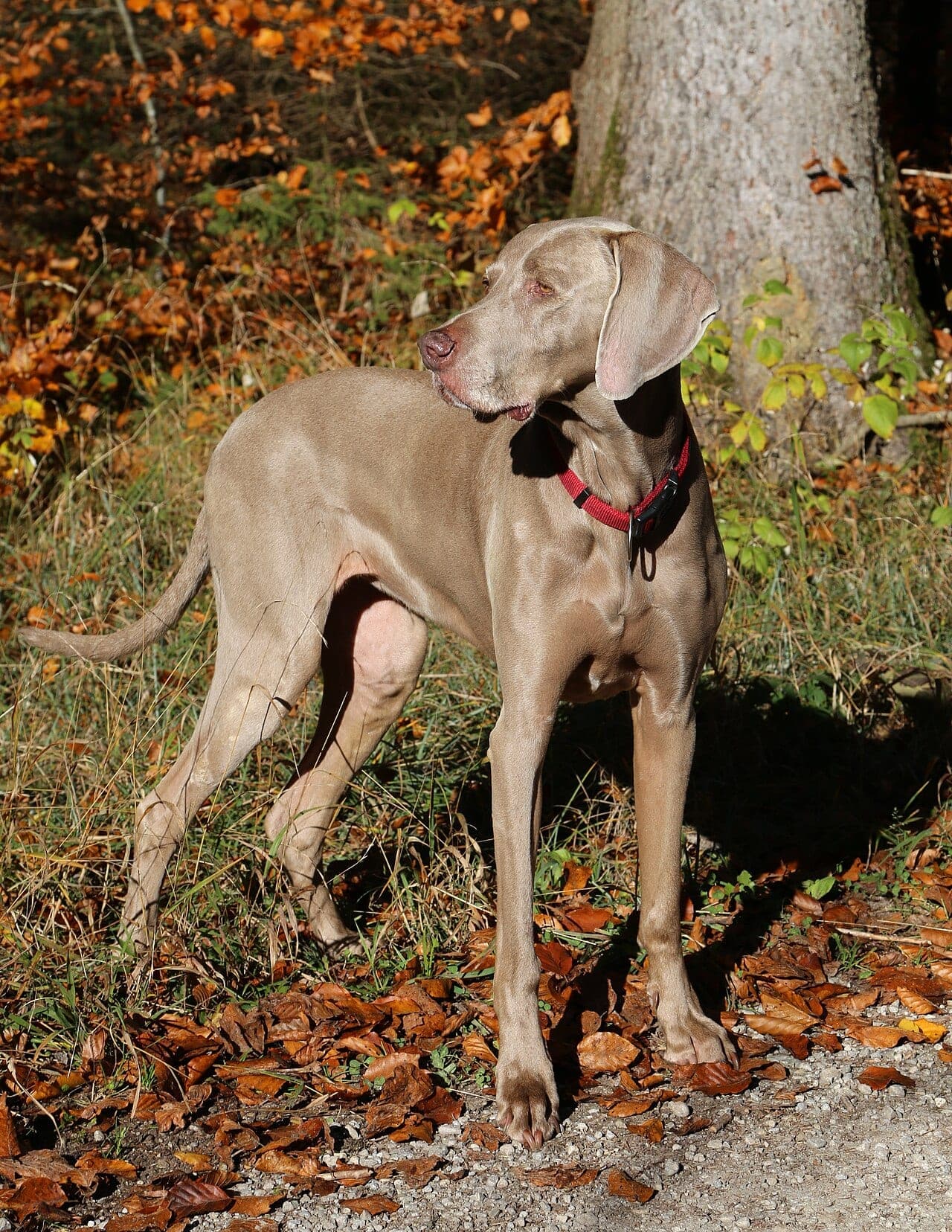 Weimaraner