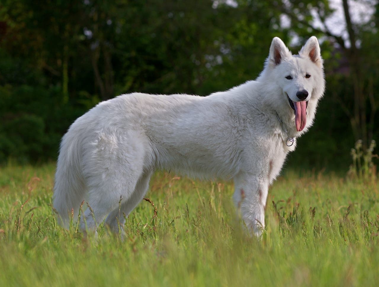 Weißer Schweizer Schäferhund