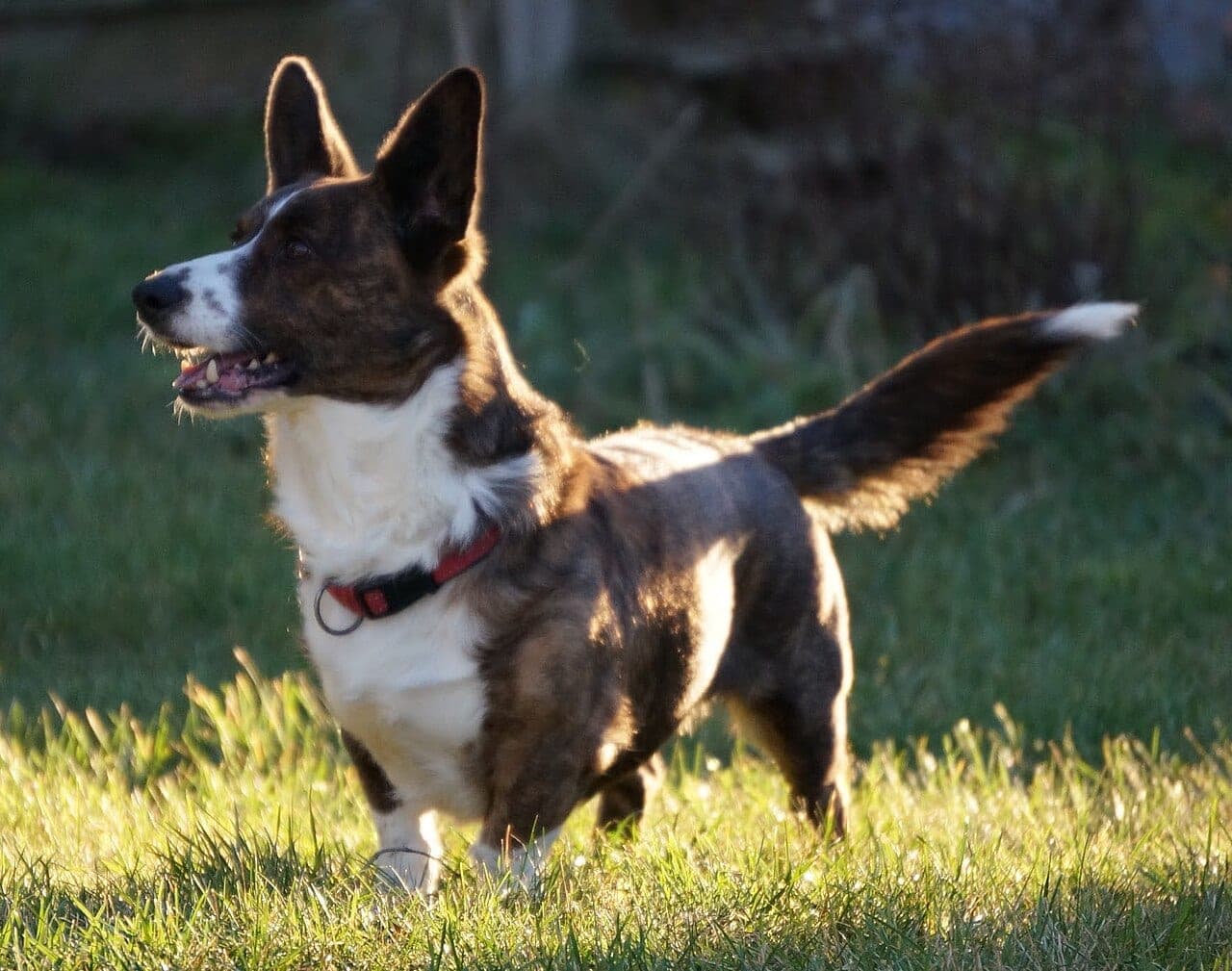 Welsh Corgi Cardigan