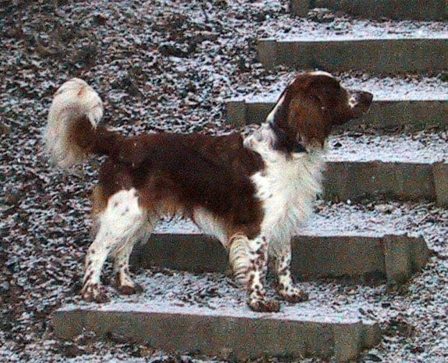 Welsh Springer Spaniel