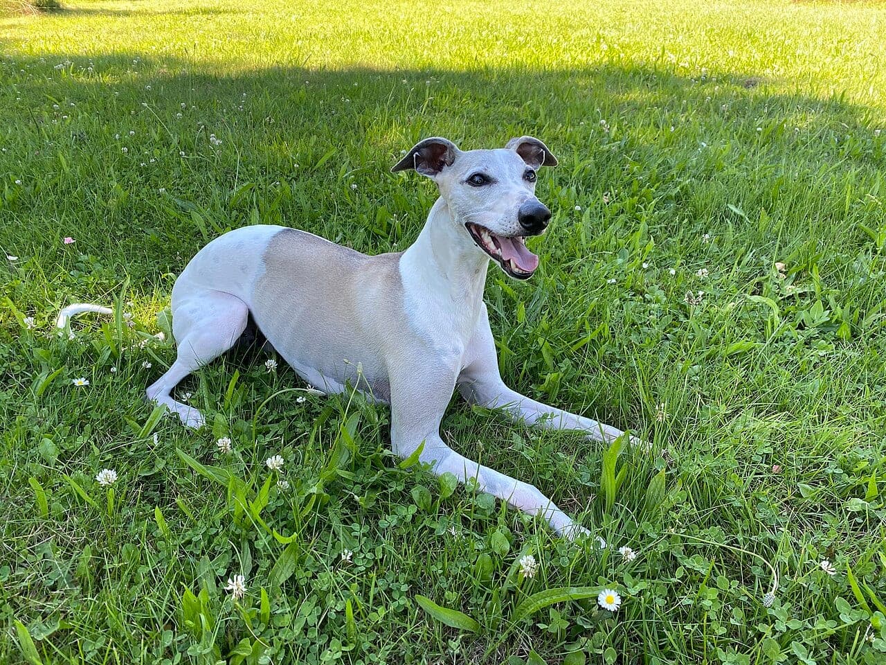 Whippet