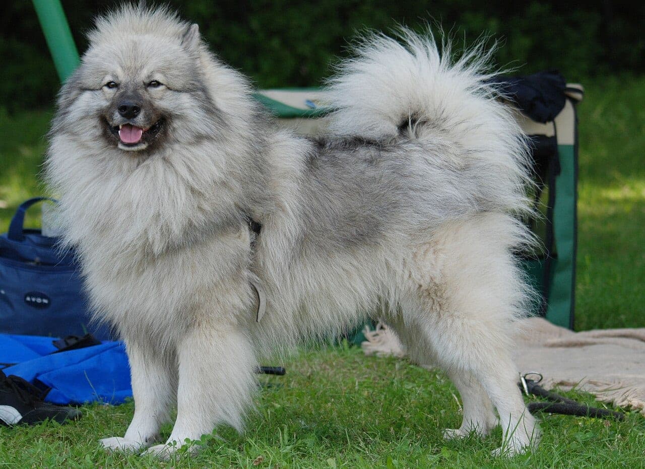 Wolfsspitz