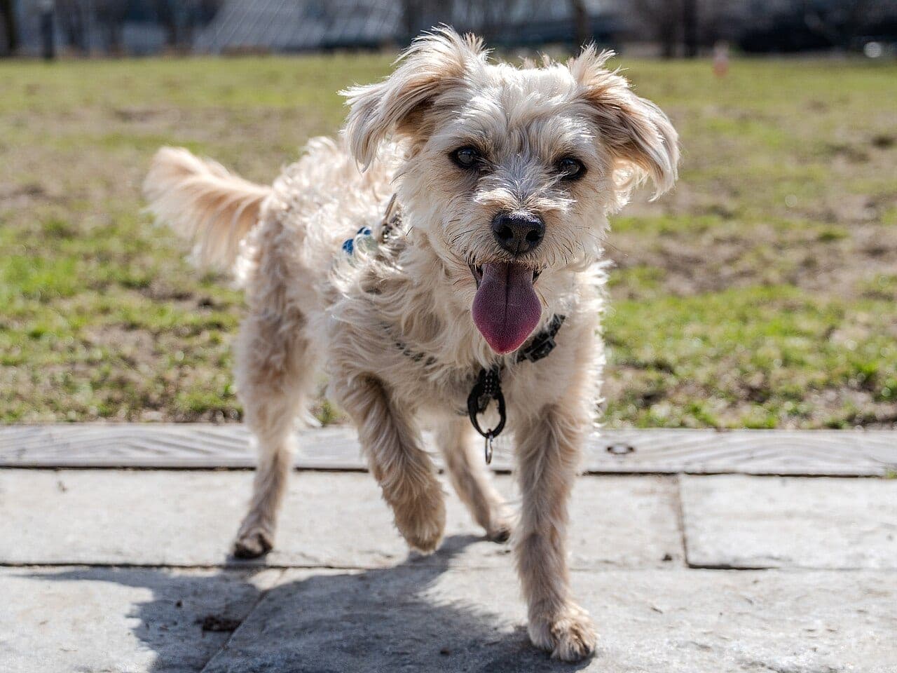 Yorkipoo