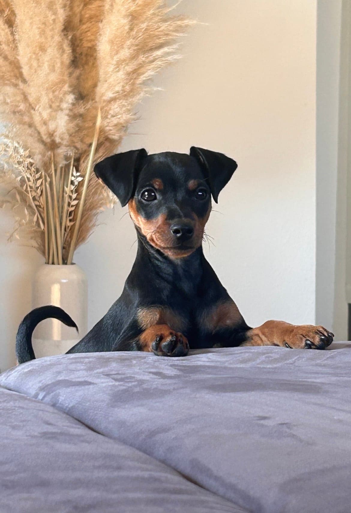 Zwergpinscher
