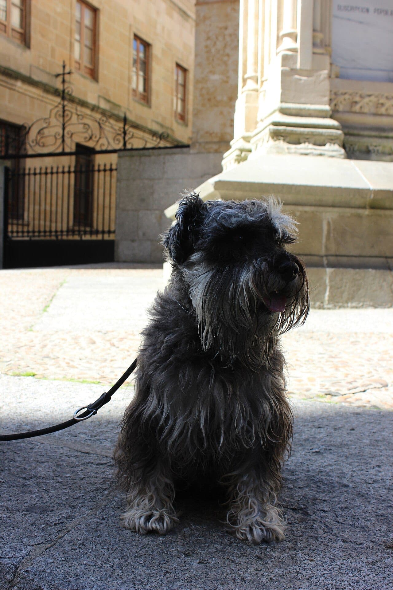 Zwergschnauzer