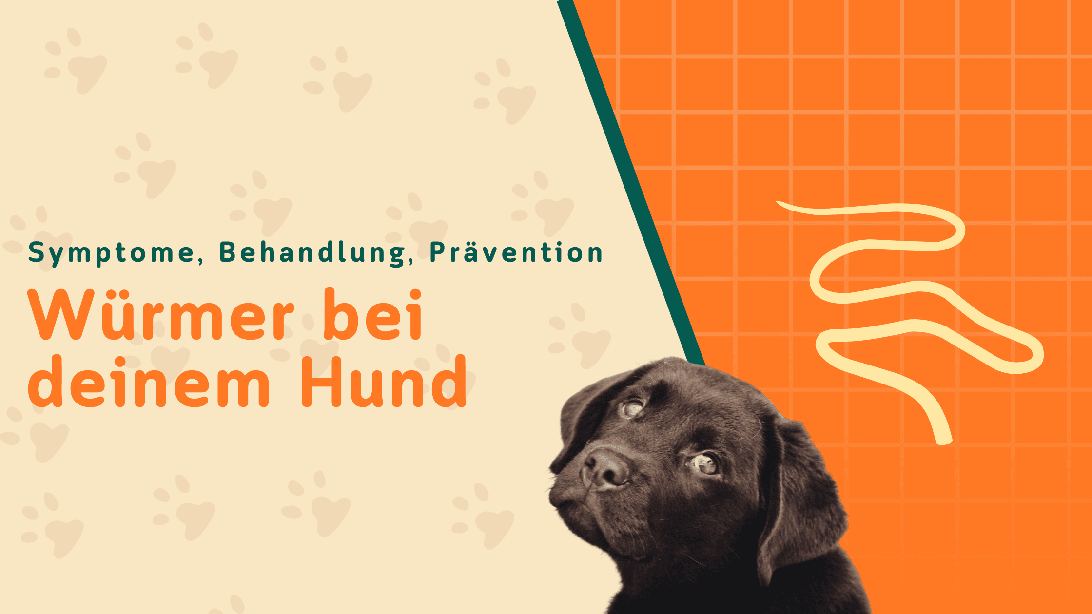 Würmer beim Hund: Symptome, Behandlung, Prävention