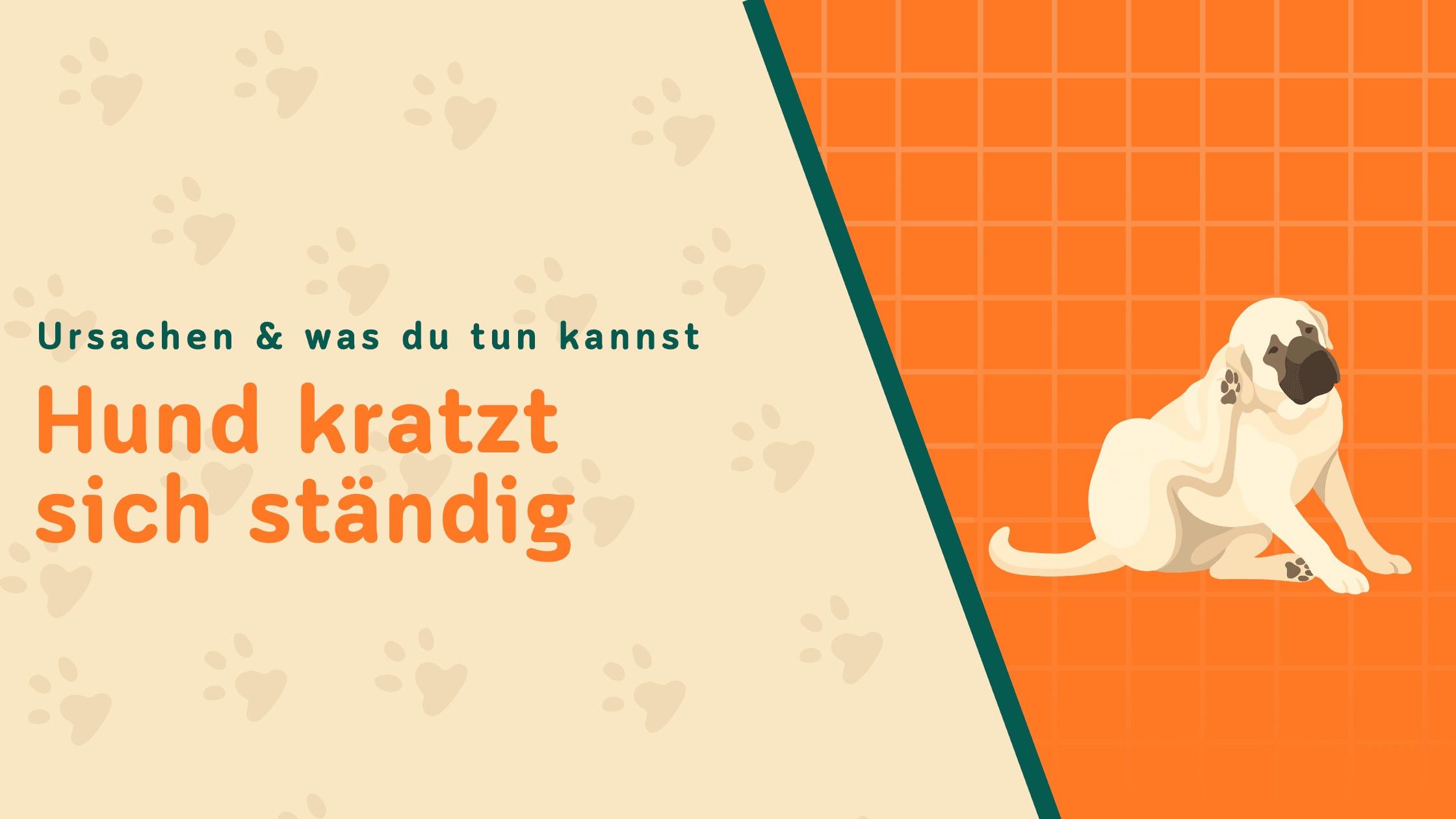 Hund kratzt sich ständig? Die 7 häufigsten Ursachen