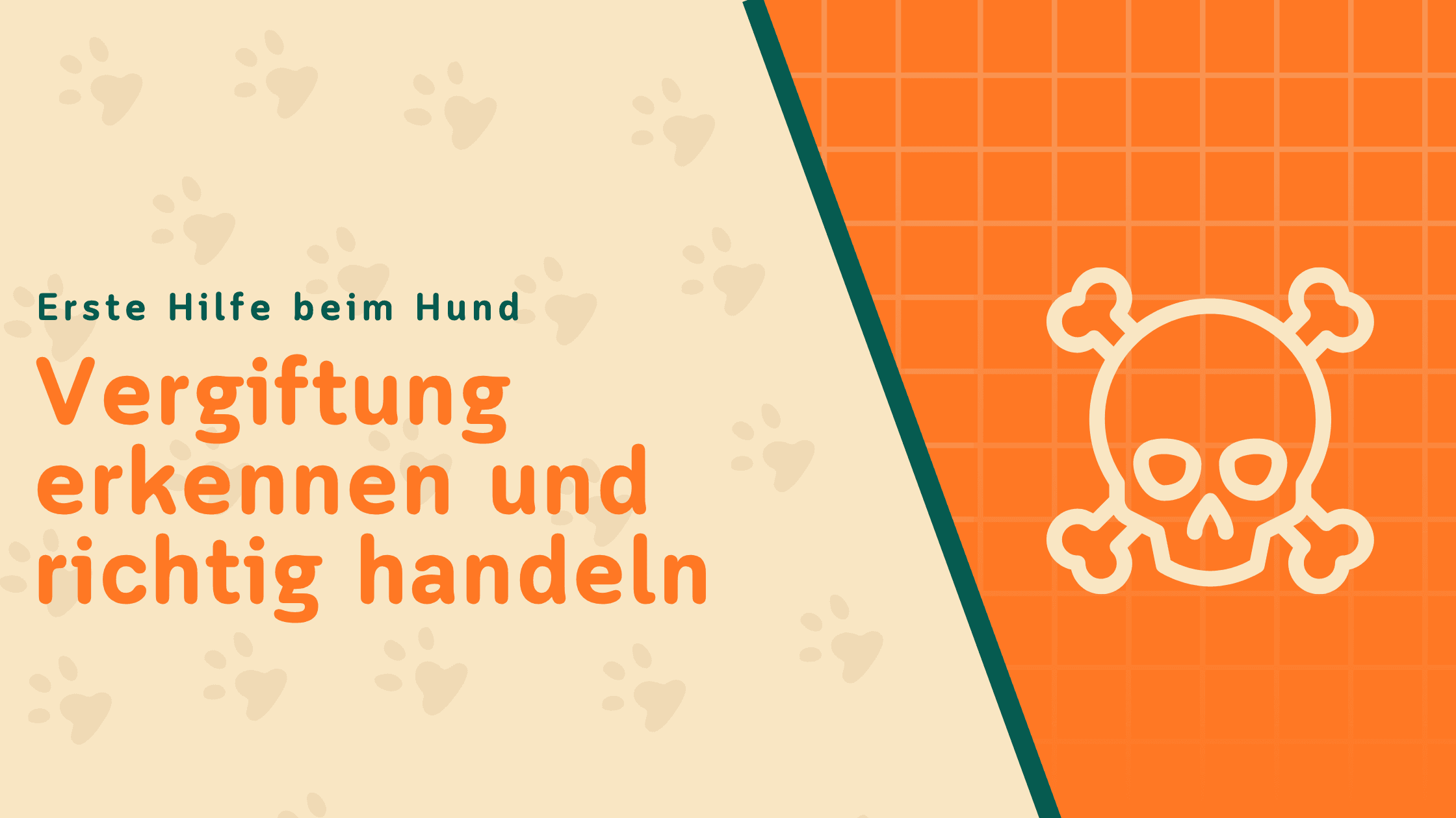 Erste Hilfe beim Hund: Vergiftung erkennen und richtig handeln