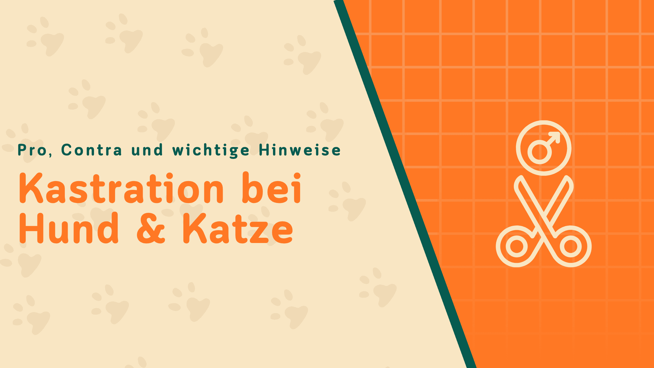 Kastration bei Hund & Katze: Pro, Contra und was du vorher wissen solltest