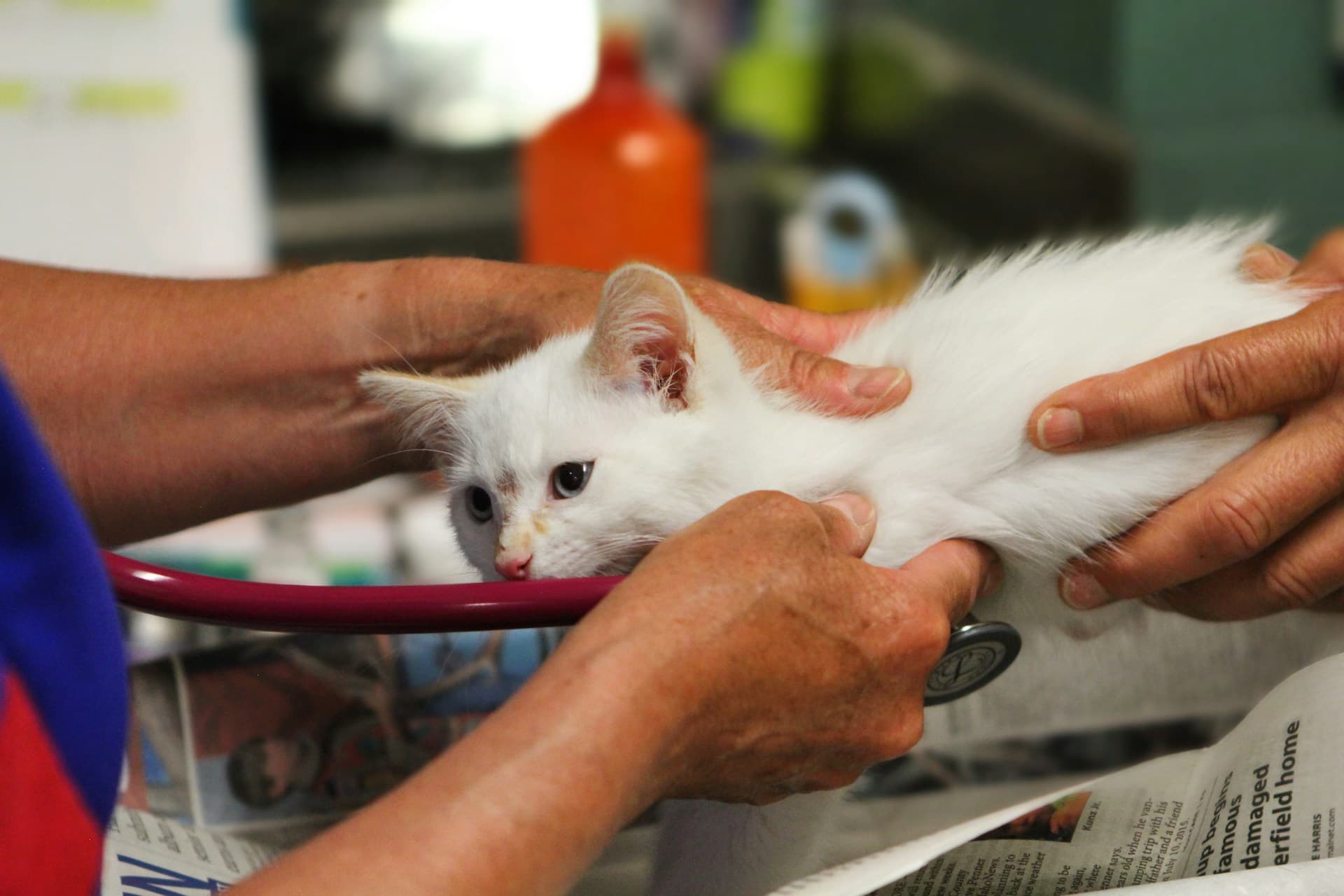 Tiergesundheit im Fokus